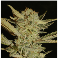 Serious Seeds Bubble Gum | Fem | Pack of 6