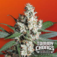 Paradise Seeds L.A. Amnesia | Tommy Chongs collection | Fem | 10er