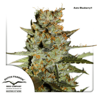 Dutch Passion Auto Blueberry | Auto | Pack of 100 - on Order