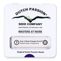 Dutch Passion Auto Critical Orange Punch | Auto | Pack of 7