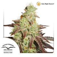Dutch Passion Auto Night Queen | Auto | Pack of 100 - on...