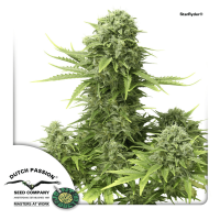 Dutch Passion Starryder | Auto | Pack of 100 - on Order