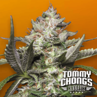 Paradise Seeds Auto Kong 4 | Auto | Pack of 3