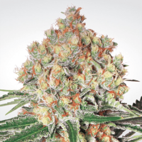 Paradise Seeds Auto Wappa | Auto | Pack of 50 - on Order