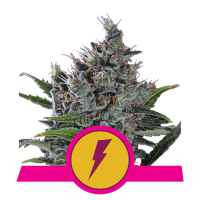 Royal Queen North Thunderfuck | Fem | Pack of 5
