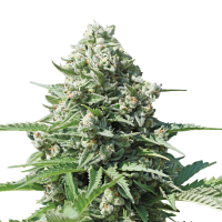 Royal Queen Royal Gorilla | Auto | Pack of 5