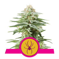 Royal Queen White Widow | Fem | Pack of 3