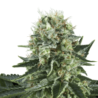 Royal Queen Bubble Kush | Fem | Pack of 3