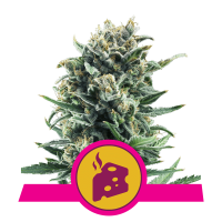 Royal Queen Blue Cheese | Fem | Pack of 3