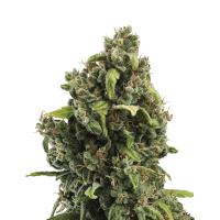 Royal Queen Candy Kush Express - Fast | Fem | Pack of 3