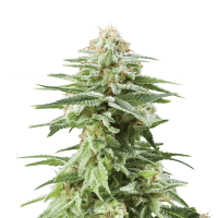 Royal Queen White Widow | Fem | Pack of 5