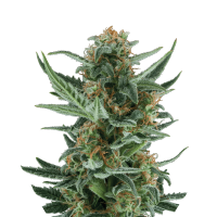 Royal Queen Royal Dwarf | Auto | Pack of 3