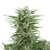 Royal Queen Easy Bud | Auto | Pack of 5