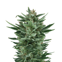 Royal Queen Quick One | Auto | Pack of 5