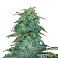 Royal Queen Royal Haze | Auto | Pack of 5