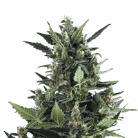 Royal Queen Blue Cheese | Auto | Pack of 10
