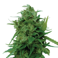 Royal Queen Solomatic CBD | Auto | Pack of 3