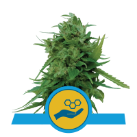 Royal Queen Solomatic CBD | Auto | Pack of 10