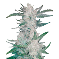 Fast Buds Mexican Airlines | Auto | Pack of 10