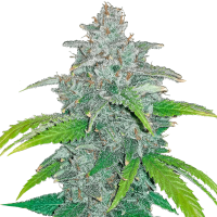 Fast Buds Blue Dreammatic | Auto | Pack of 5