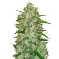 Fast Buds Original Chemdawg | Auto | Pack of 5