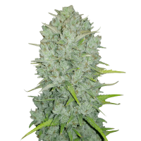 Fast Buds Original Northern Lights | Auto | Pack of 3