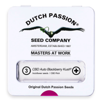 Dutch Passion Auto CBD Blackberry Kush | Auto | Pack of 3