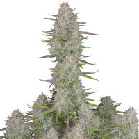 Fast Buds Wedding Cheesecake | Auto | Pack of 3