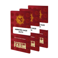 Barneys Farm Amnesia Haze | Auto | Pack of 10