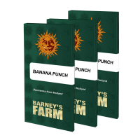 Barneys Farm Banana Punch | Fem | Pack of 3