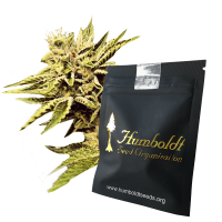 Humboldt Seeds Cinnamon Buddha OG | Fem | Pack of 3