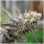 Humboldt Seeds Ice Cream Cake Fast Flowering | Fem | Pack of 10