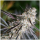 Humboldt Seeds Peanut Butter Breath Fast Flowering | Fem | 3er