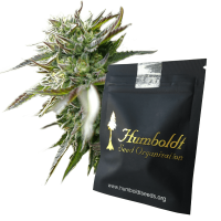 Humboldt Seeds Pineapple Chem | Auto | Pack of 3