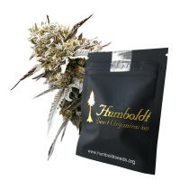 Humboldt Seeds White Runtz Fast Flowering | Fem | Pack of 10