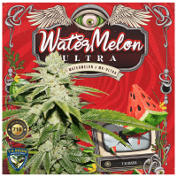 T.H. Seeds Watermelon Ultra 710 | Fem | Pack of 7 | Limited!