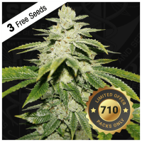 T.H. Seeds Watermelon Ultra 710 | Fem | Pack of 7 | Limited!