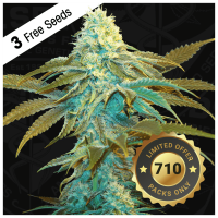 T.H. Seeds Vanilla Sundae 710 | Fem | Pack of 7 |...