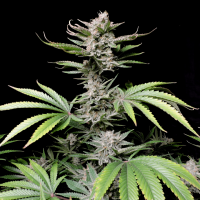 Fast Buds Cherry Cola | Auto | Pack of 5
