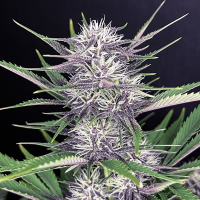 Fast Buds Banana Purple Punch | Auto | Pack of 3