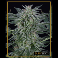 Silent Seeds Critical Jack | Auto | Pack of 5