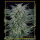 Silent Seeds Critical Jack | Auto | Pack of 5