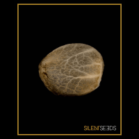 Silent Seeds Critical + 2.0 | Auto | 5er