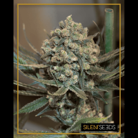 Silent Seeds Critical + 2.0 | Auto | Pack of 10