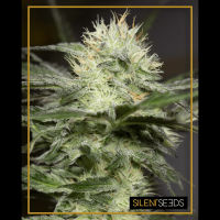 Silent Seeds Lemon Sorbet | Fem | Pack of 10