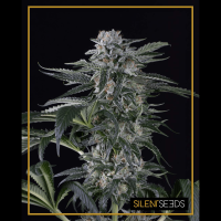 Silent Seeds Moby Dick | Auto | Pack of 10