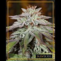 Silent Seeds L.A. Vanilla Cake | Auto | Pack of 10