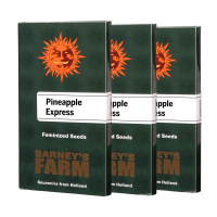 Barneys Farm Pineapple Express | Fem | Pack of 3