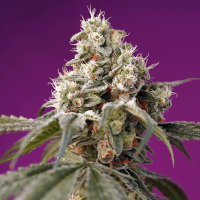 Sweet Seeds Bruce Banner | Auto | Pack of 5