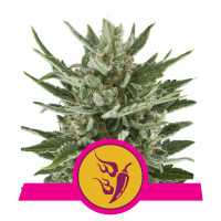 Royal Queen Speedy Chile - Fast | Fem | Pack of 100